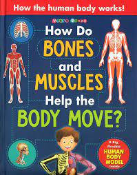 How do bones and muscles help the body move (B)